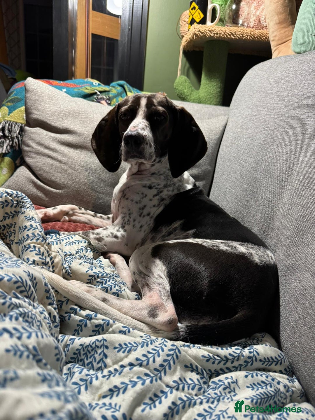 Mixed Breed dogs for adoption: Roxie – A Gentle Soul Ready for Her Forever Home - Image 3