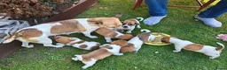 Jack Russell dogs for sale: Jack Russell 4 Sale - Advert 5