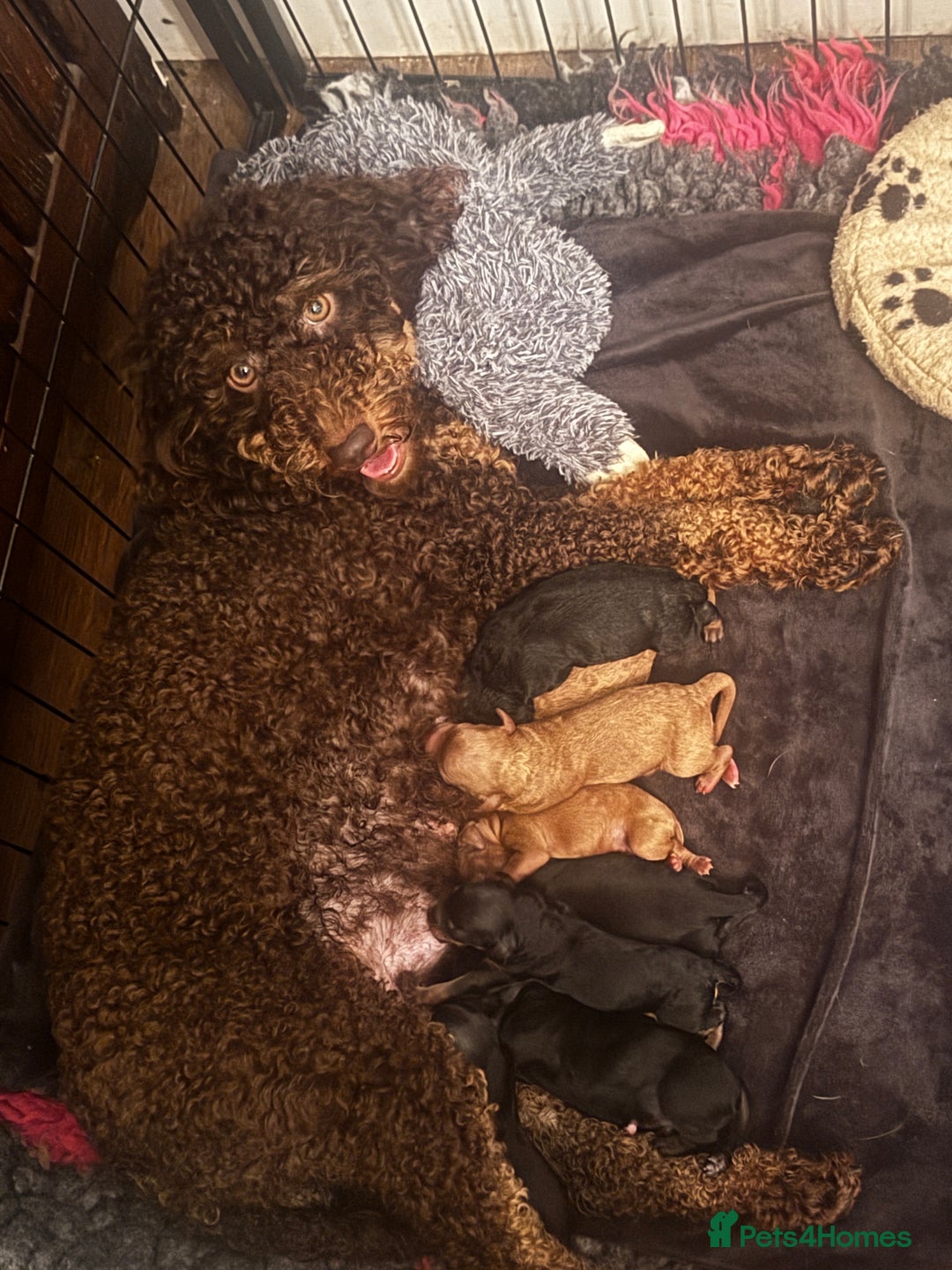 Miniature Poodle dogs for sale: KC Miniature Poodles- Bred for your family…   - Advert 4