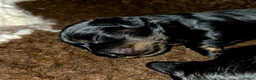 Miniature Dachshund dogs for sale: Stunning Longhaired Mini Dachshund Boys.  - Advert 19