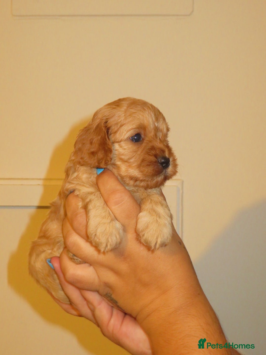 Cavapoo dogs for sale: 6 gorgeous extensively health tested cavapoo’s - Image 11
