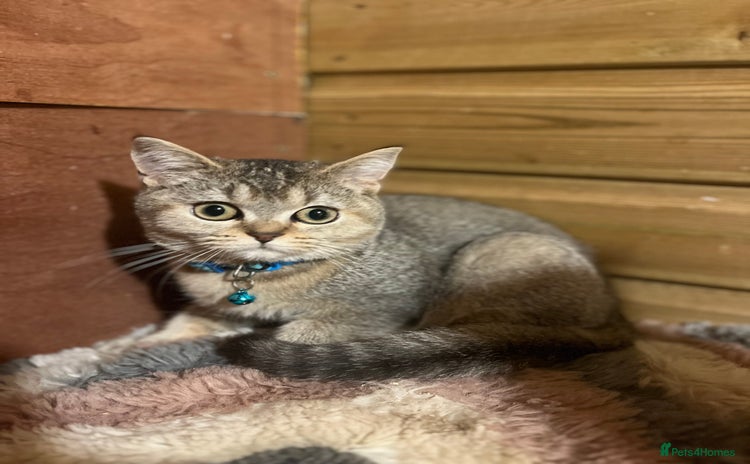 British Shorthair cats - Advert 7