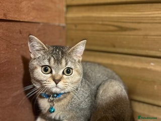 British Shorthair cats - Advert 5