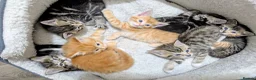 Mixed Breed cats for sale: Gorgeous Tabby Kittens for sale Ready June 17 - Advert 31