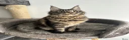 Maine Coon cats for sale: Big maine coon female  in Newbury - Advert 3