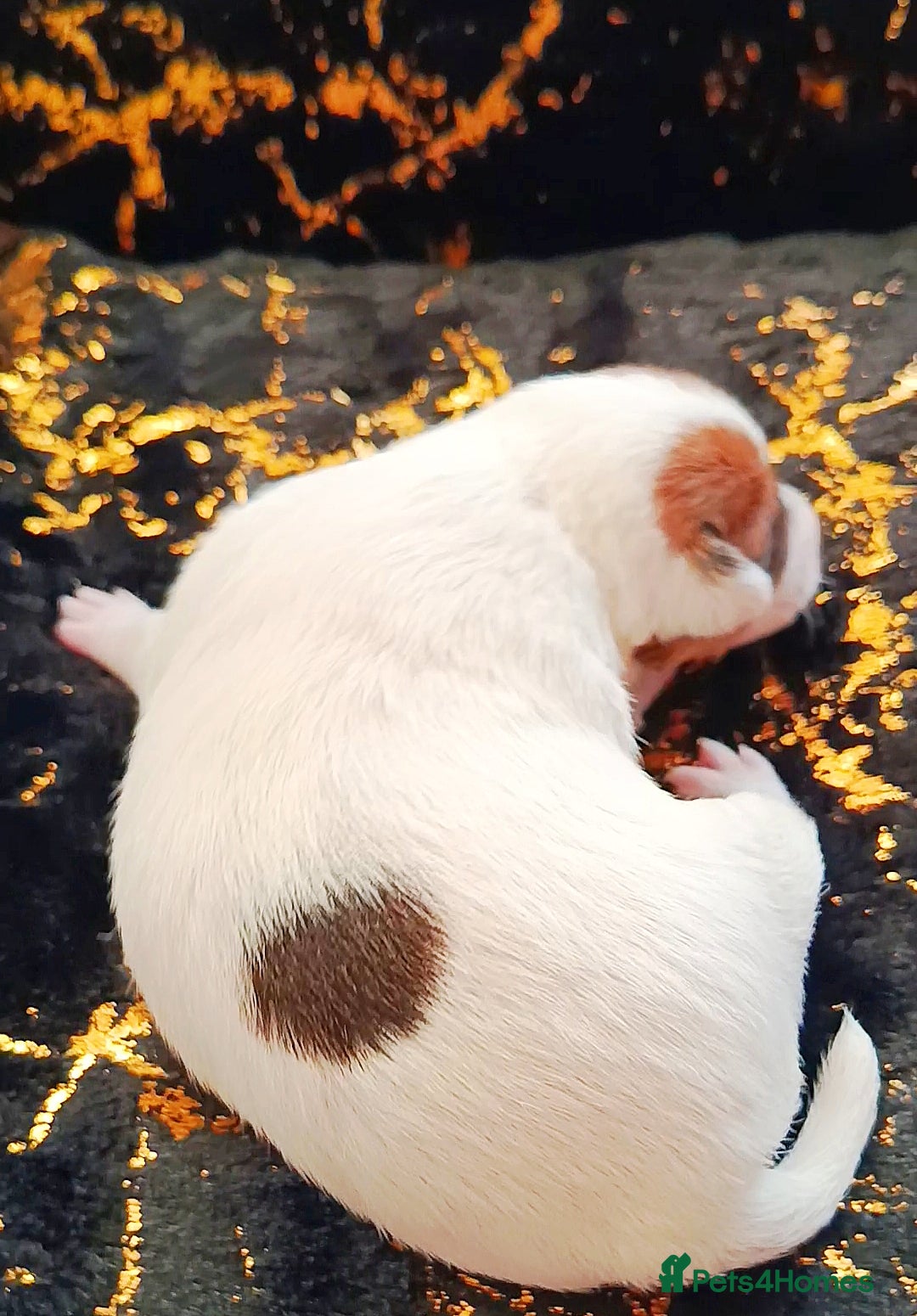 Jack Russell dogs for sale: 🤎🐶 Adorable Jack Russell Terrier Puppies✨ - Advert 8