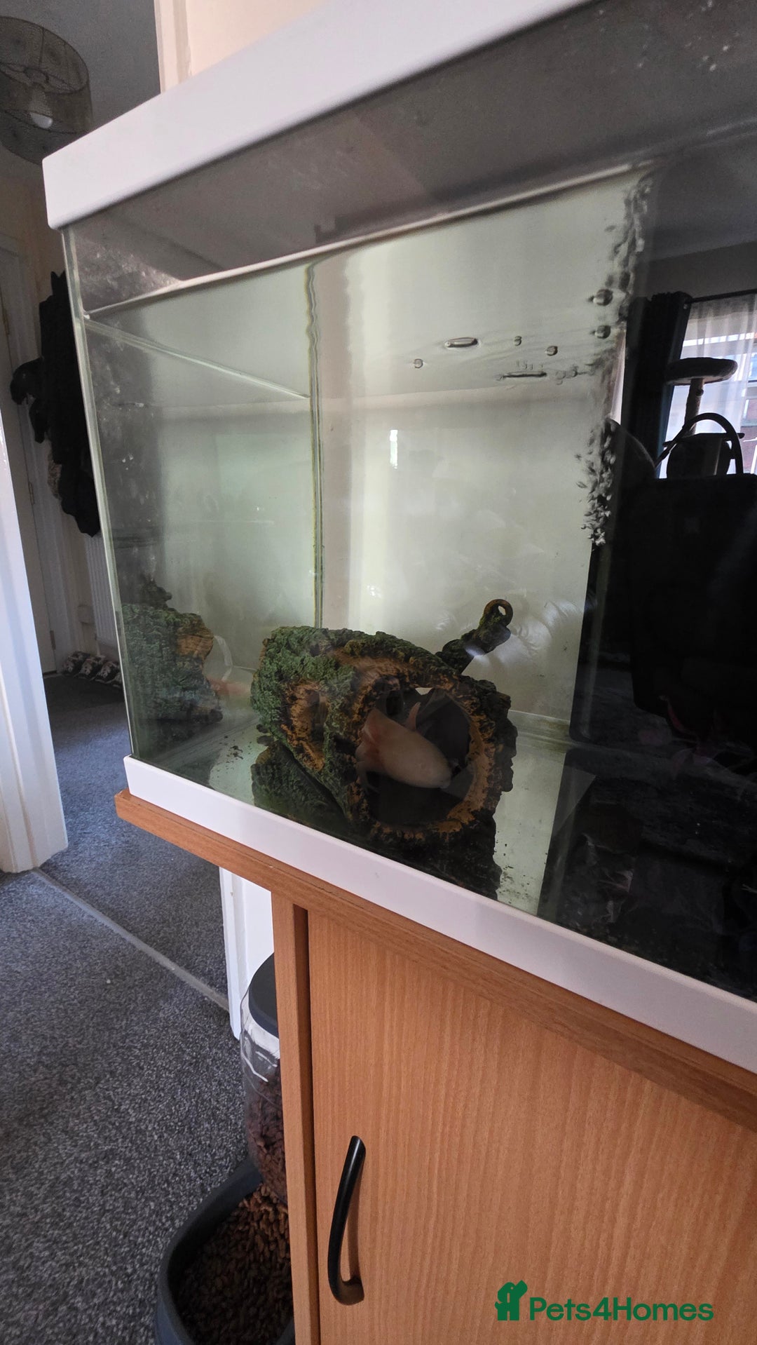 Axolotl reptiles for sale: Axolotl with tank etc - Image 6