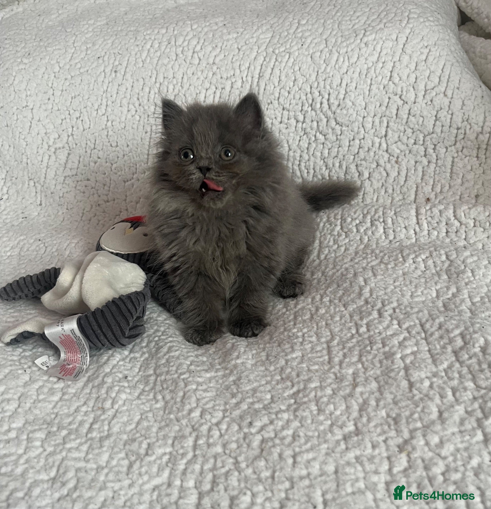 British Longhair cats Stunning blue pedigree British longhair kittens - Advert 2