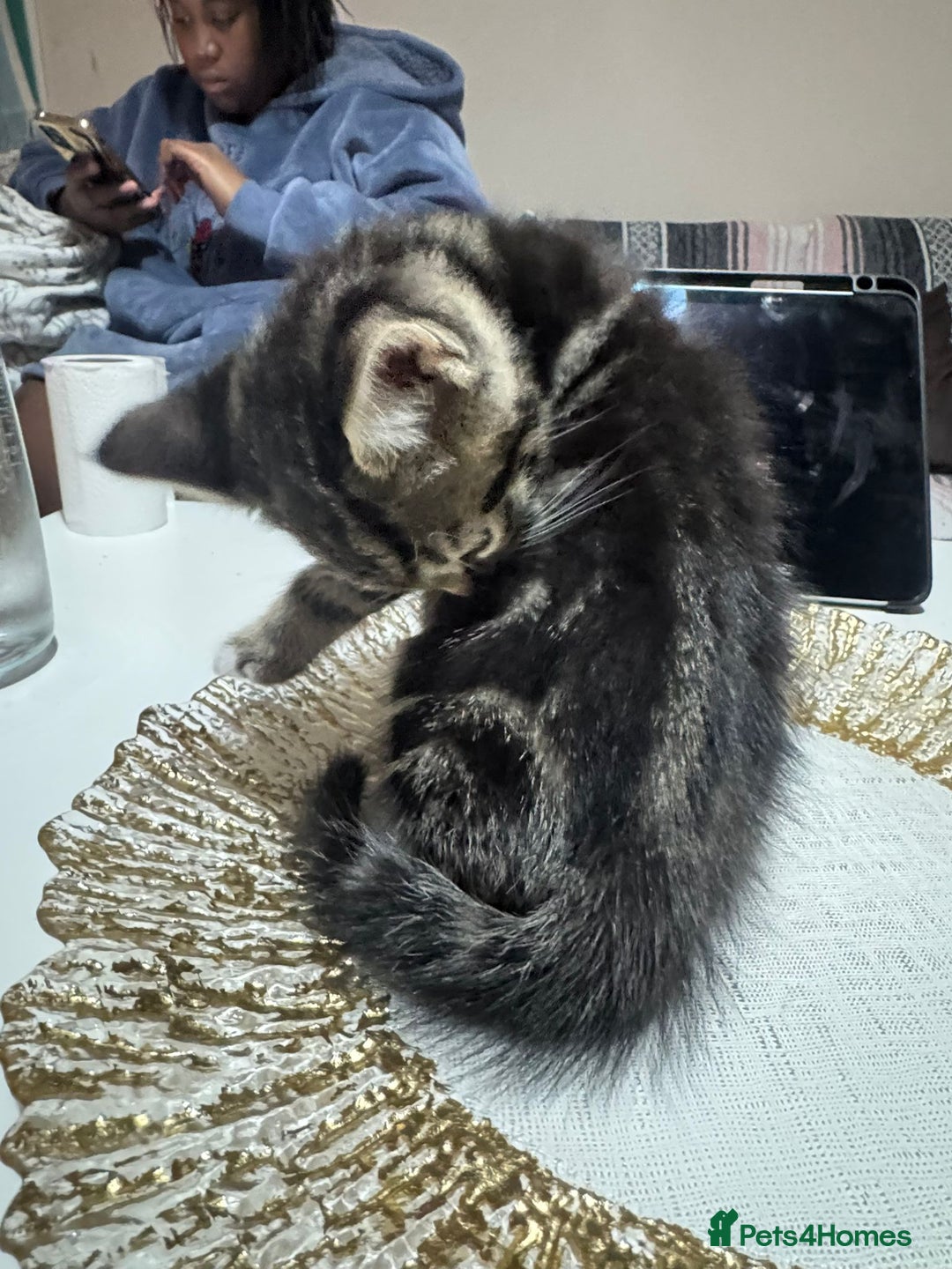 British Shorthair cats for sale: Adorable Kittens Looking for Their Forever Homes - Advert 2