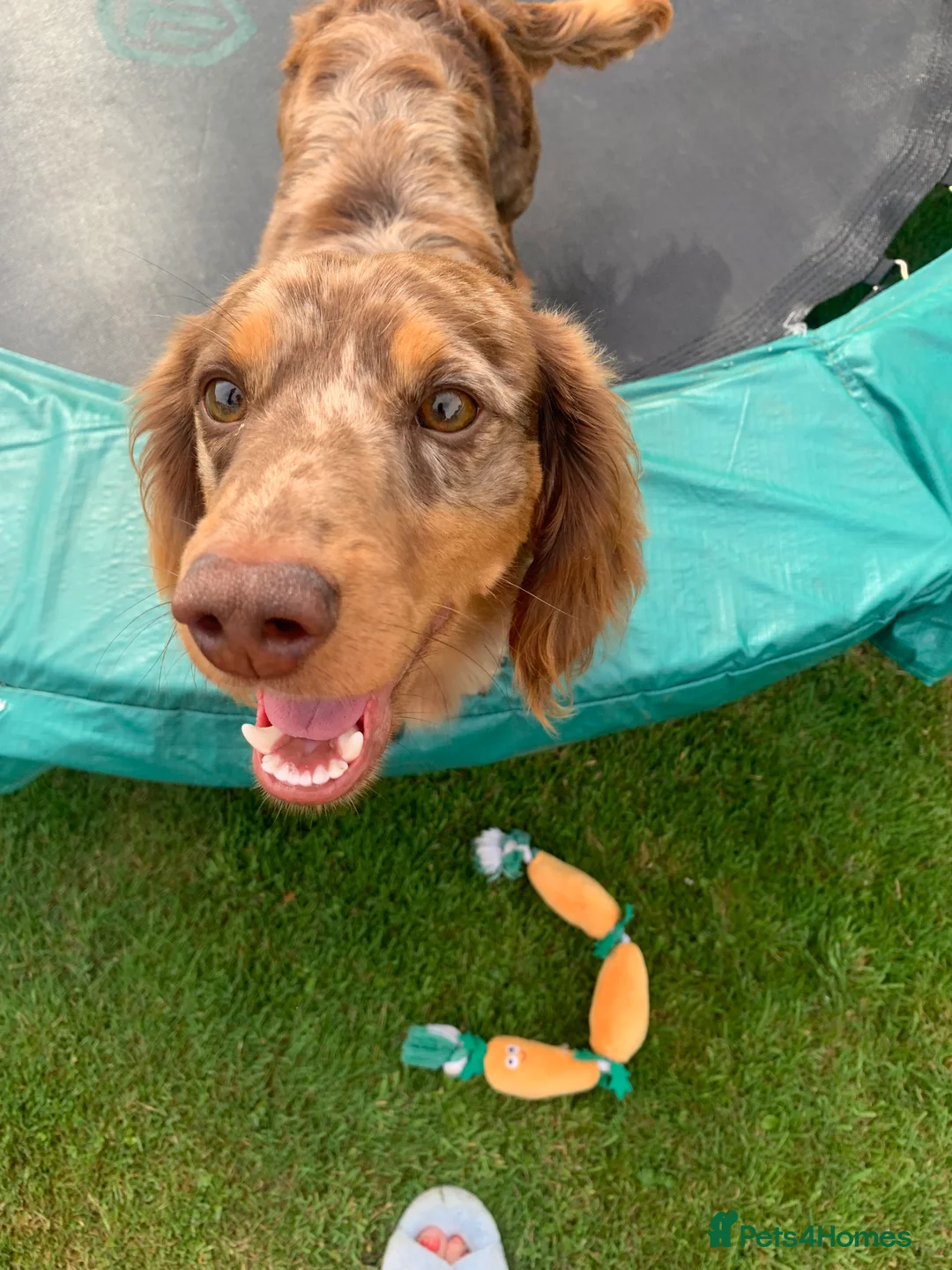 Dachshund dogs for stud: K.C reg. long hair dapple dachshund for STUD - Advert 6