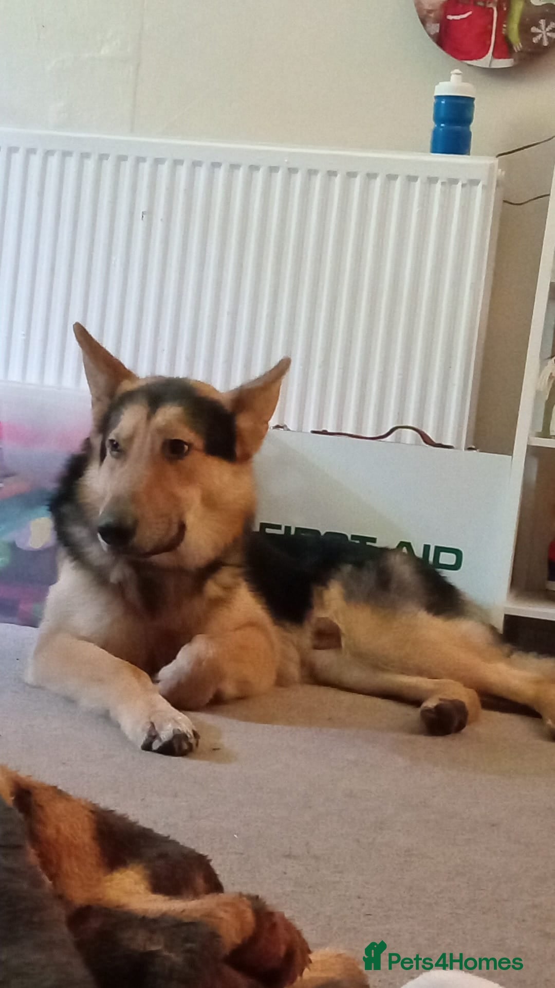 German Shepherd dogs 2 year old German shepherd  - Advert 2