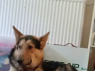 German Shepherd dogs 2 year old German shepherd - Advert 2