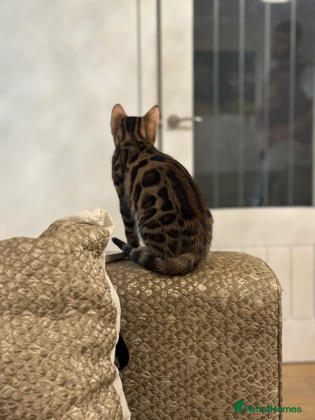 Bengal cats for sale: Bengal kitten  in Leicester - Advert 2