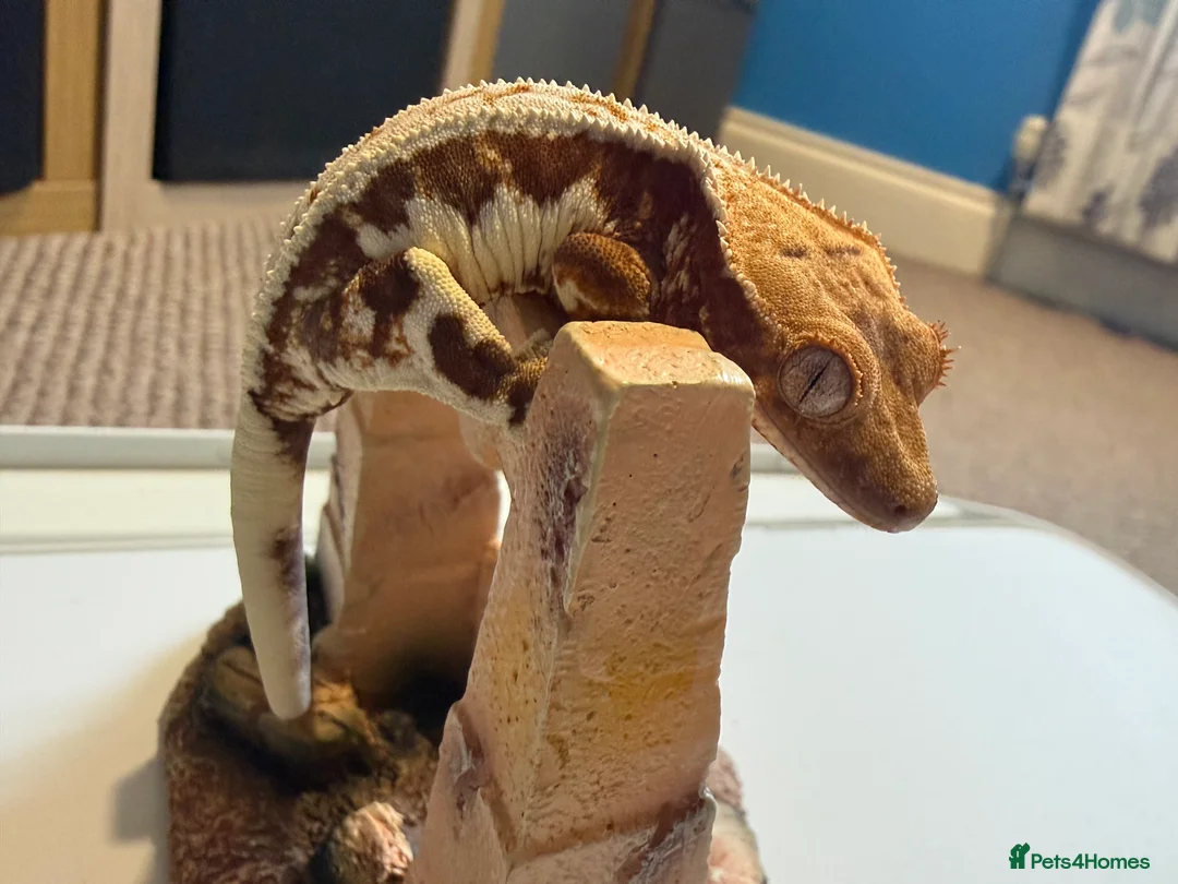 Gecko reptiles for sale: 🔥🔥❤️ Crested Geckos ❤️🔥🔥 - Advert 7