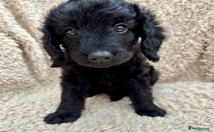Labradoodle dogs - Advert 4
