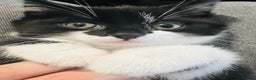 Domestic Shorthair cats for sale: Adorable Black & White Domestic Shorthair Kitten  - Advert 2