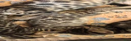 Bengal cats for sale: Little Bengal babies  - Advert 24
