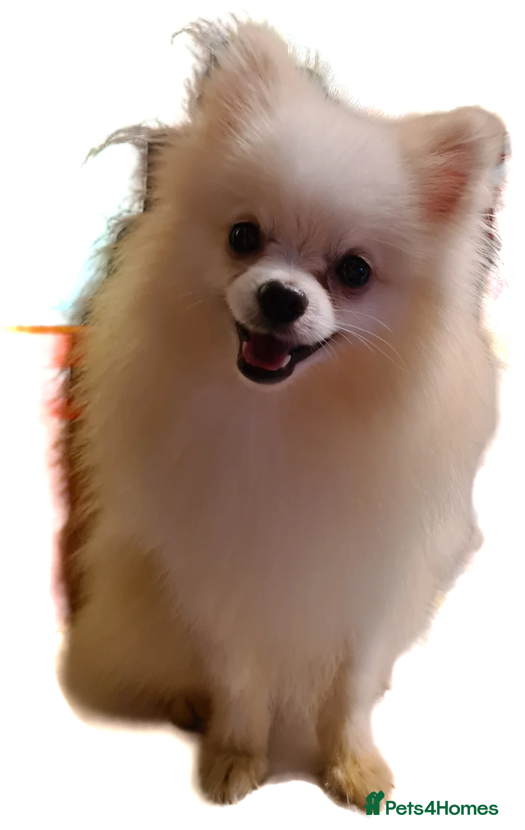 Pomeranian dogs for stud: White russian line kc reg pom  in Bedford - Advert 5