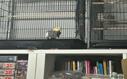Cockatiels birds for sale: 2 male cockatiels - Image 2