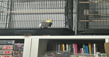 Cockatiels birds - Advert 2
