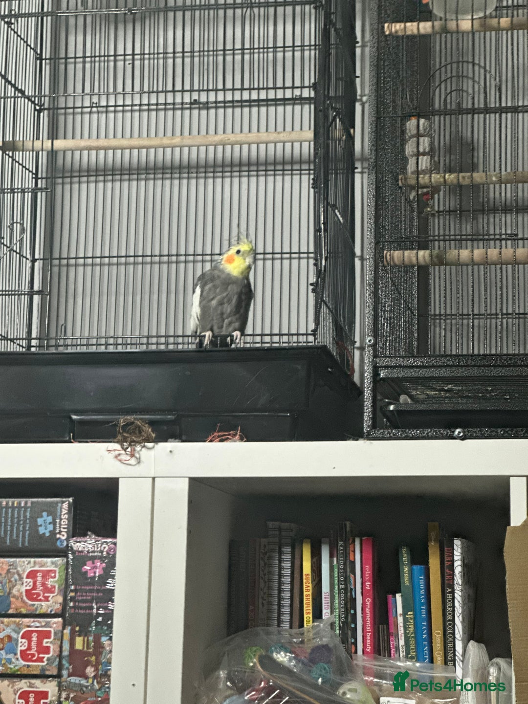 Cockatiels birds for sale: 2 male cockatiels - Image 2