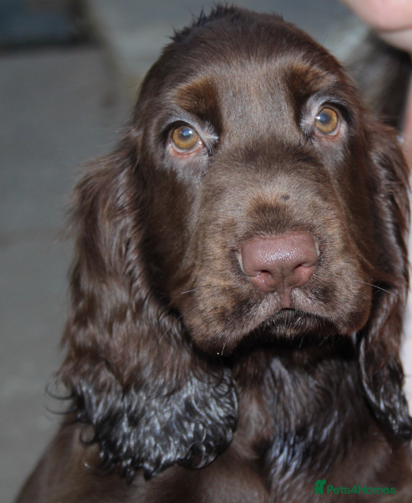 Field Spaniel dogs Extremely Rare Field Spaniels - Advert 1