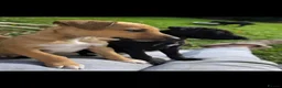 Mixed Breed dogs for sale: EBT x Whippet in Burntwood - Advert 13