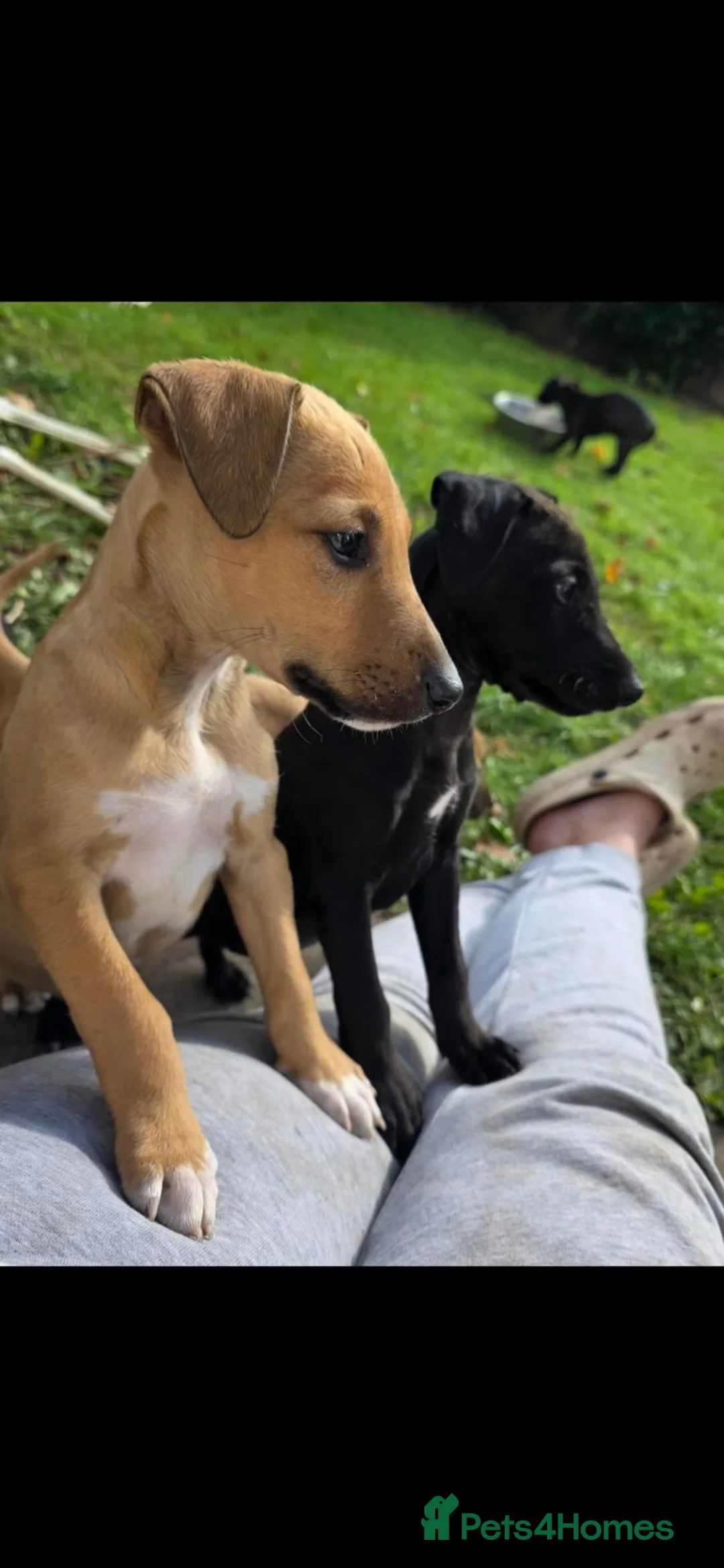 Mixed Breed dogs for sale: EBT x Whippet in Burntwood - Advert 13