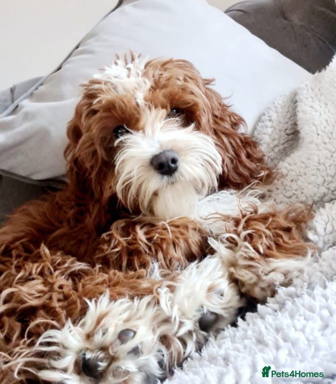 Cavapoo dogs for sale: Too cute to handle cavapoo puppies - Image 16