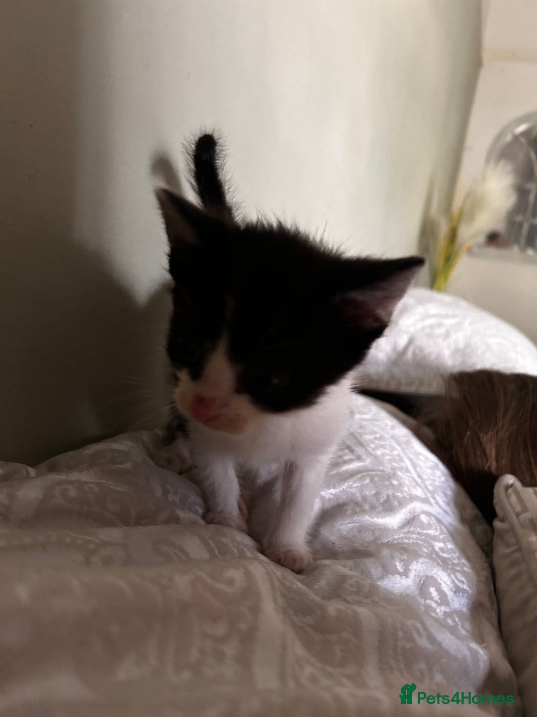 Maine Coon cats for sale: Main coon cross kittens  - Image 5