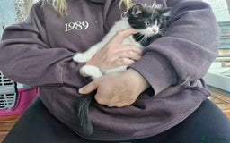 Mixed Breed cats for sale: Mixed Breed Kittens  - Image 3
