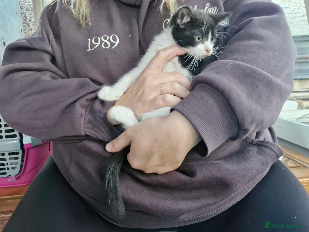 Mixed Breed cats for sale: Mixed Breed Kittens  - Image 3