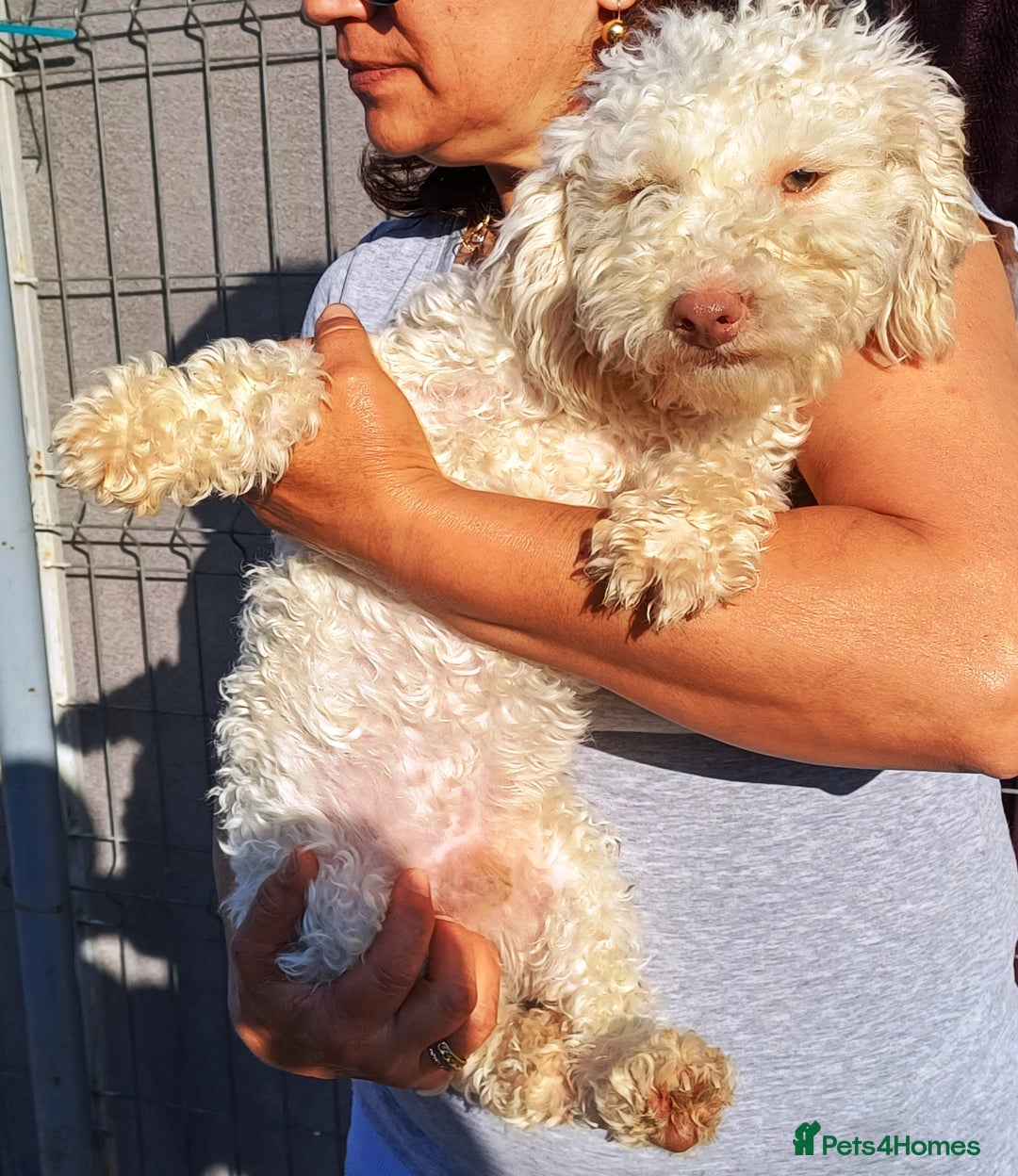 Yorkiepoo dogs for adoption: M.&K. - two inseparable friends for a Loving Home - Image 22