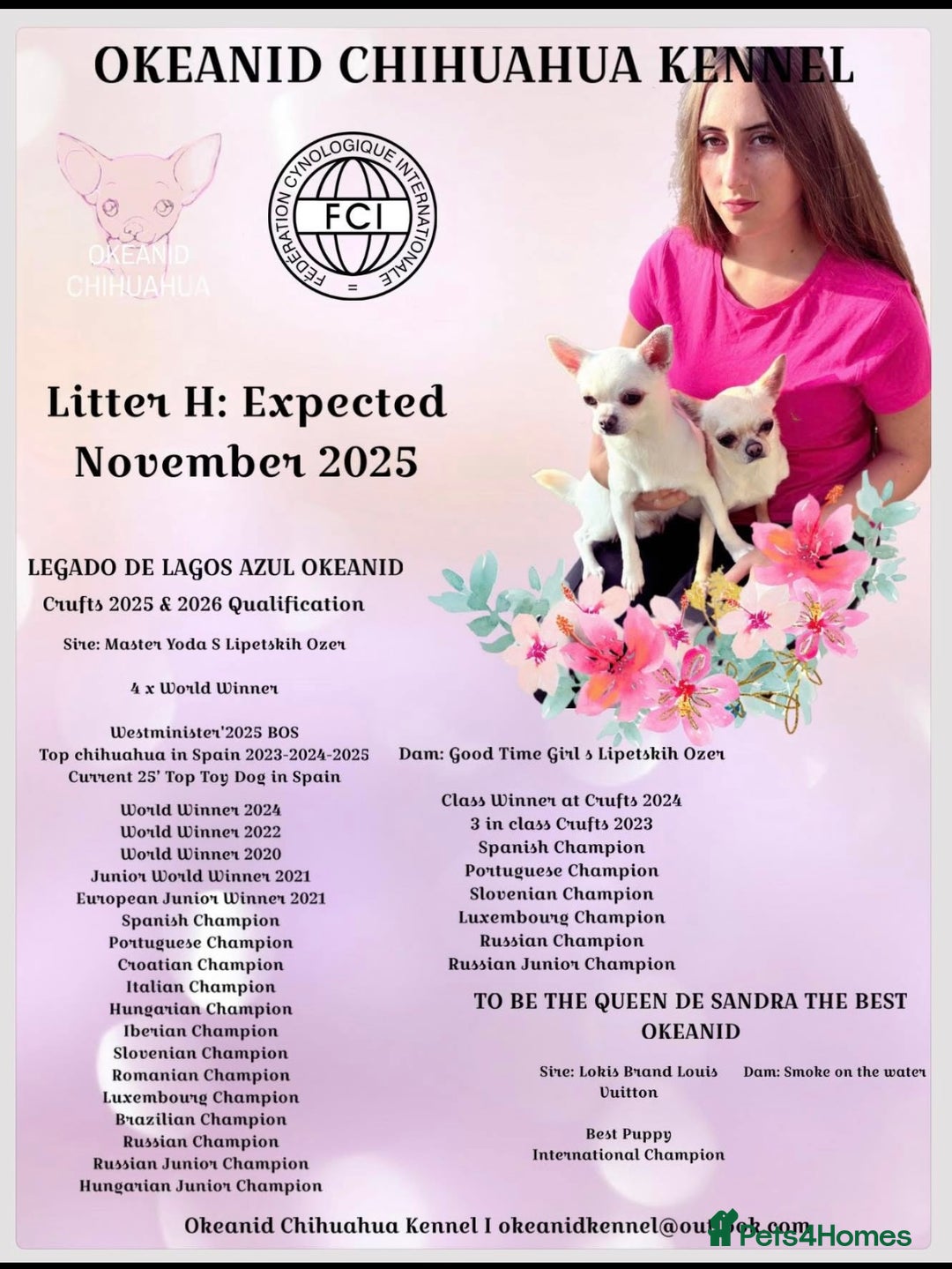 Chihuahua dogs for sale: KC registered beautiful chihuahua puppies - Advert 2