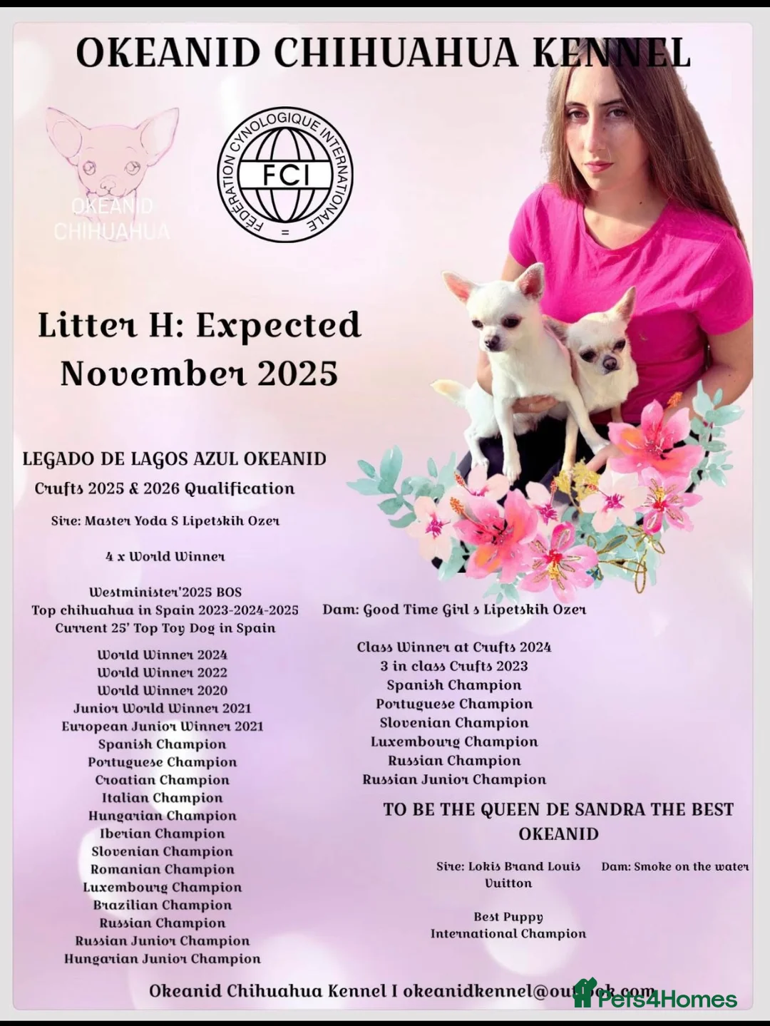 Chihuahua dogs for sale: KC registered beautiful chihuahua puppies - Advert 2