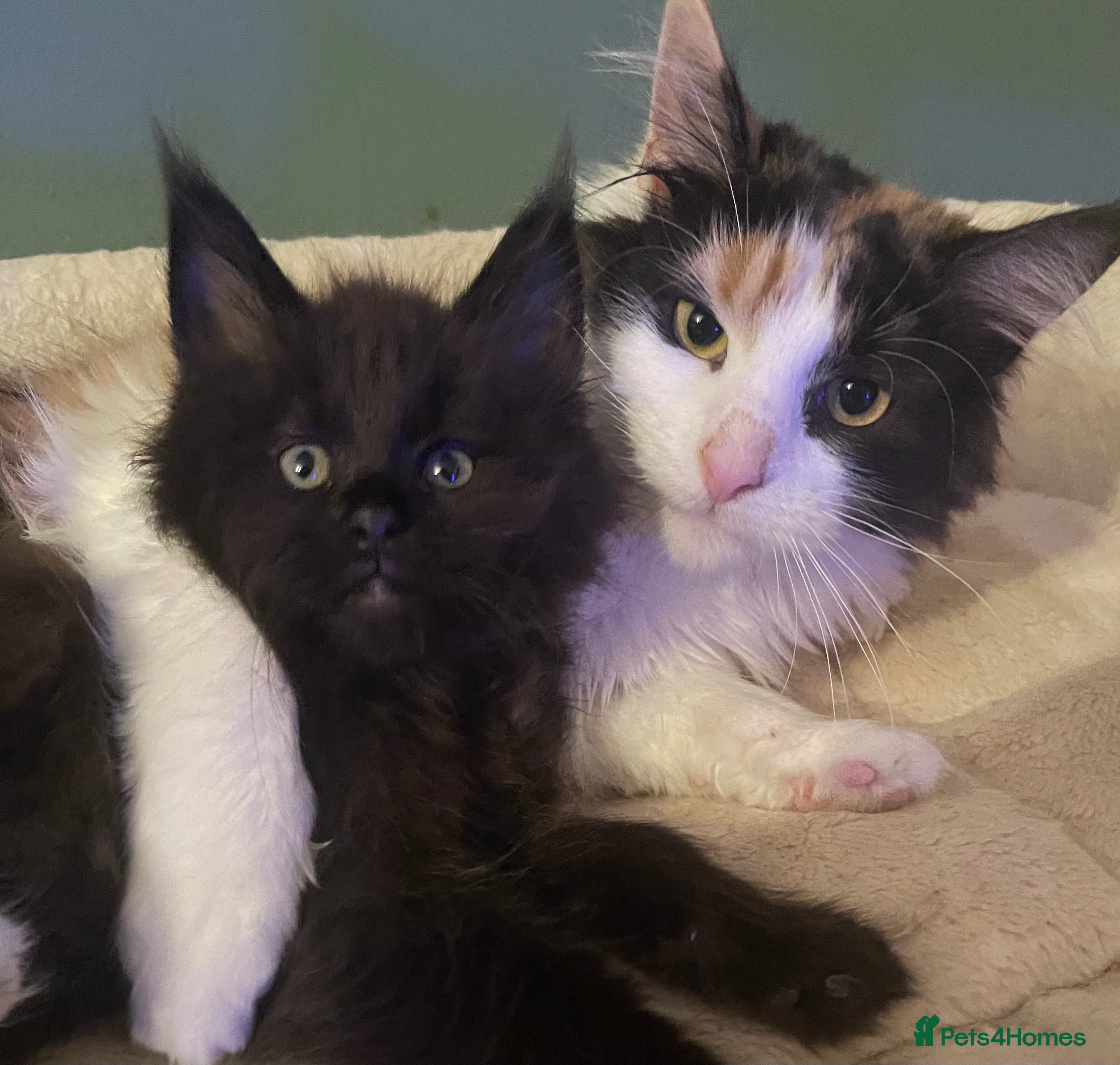 Maine Coon cats Tica Registered Maine Coon Girls  - Advert 3