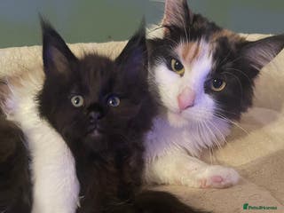 Maine Coon cats Tica Registered Maine Coon Girls - Advert 6