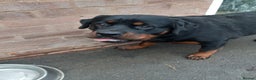 Rottweiler dogs for sale: Kc reg Rottweiler Bitch - Advert 1