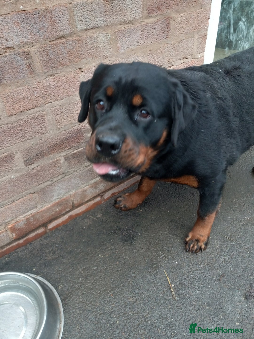 Rottweiler dogs for sale: Kc reg Rottweiler Bitch - Advert 1
