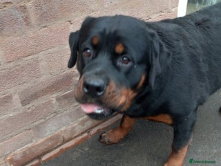 Rottweiler dogs Kc reg Rottweiler Bitch - Advert 1