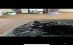 Mixed Breed cats for sale: Black Kitten - Image 3