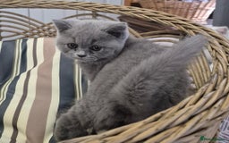 British Longhair cats for sale: Stunning World Champ British shorthair kittens - Advert 9