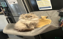 Persian cats for sale: Beautiful Persian Girl  - Image 2