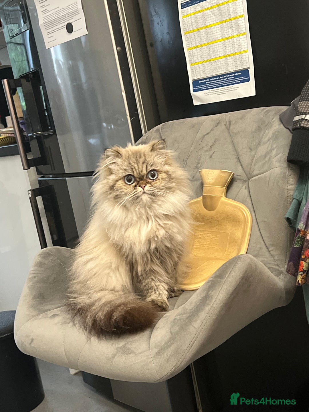 Persian cats for sale: Beautiful Persian Girl  - Image 2
