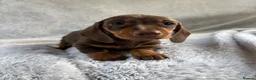 Miniature Dachshund dogs for sale: Miniature dachshund  - Advert 9