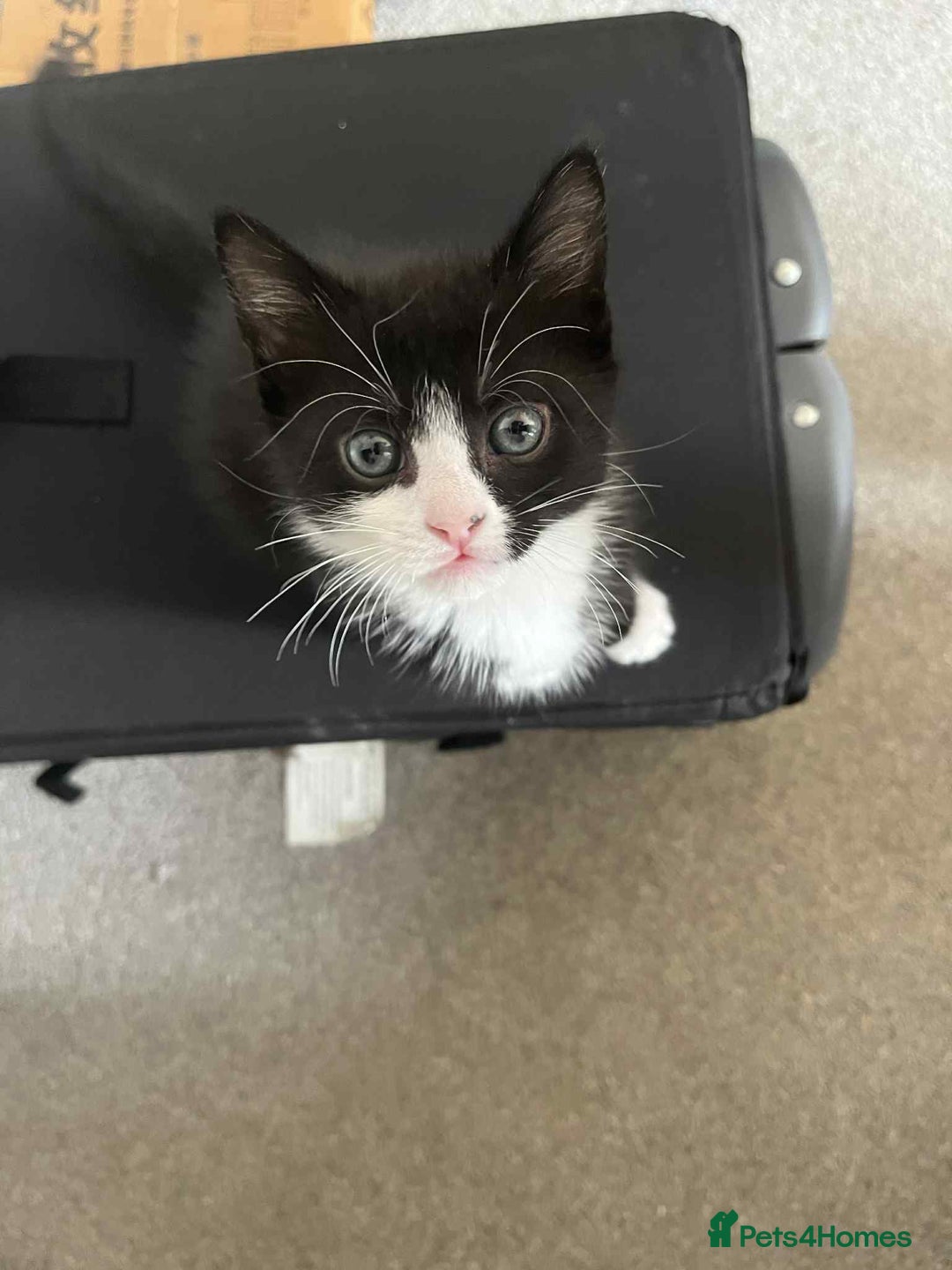 Domestic Shorthair cats for sale: 4 beautiful kittens  - Image 8