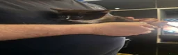 British Shorthair cats for sale: black and white kittens  - Advert 2