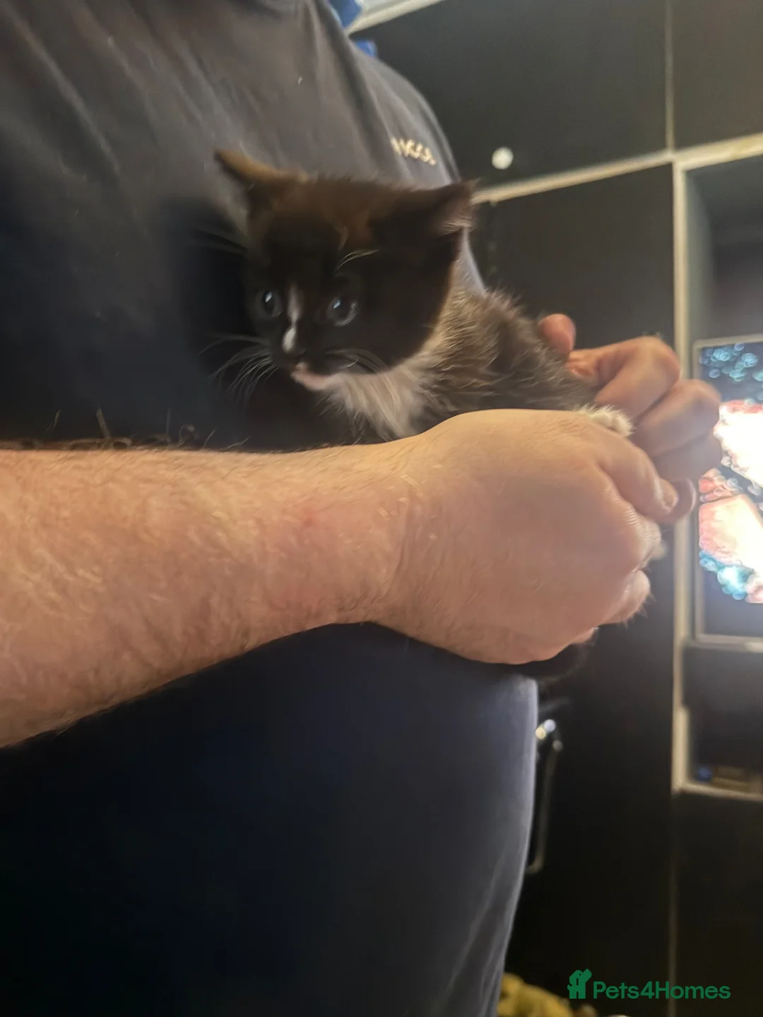 British Shorthair cats for sale: black and white kittens  - Advert 2