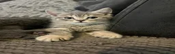 British Shorthair cats for sale: 2 stunning British Shorthair kittens for sale  - Advert 7