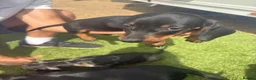 Miniature Dachshund dogs for sale: 2 beautiful dachshunds puppy’s  - Advert 3